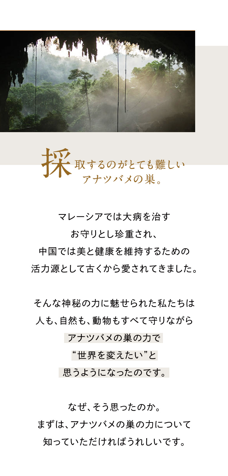 採取するのがとても難しいアナツバメの巣。