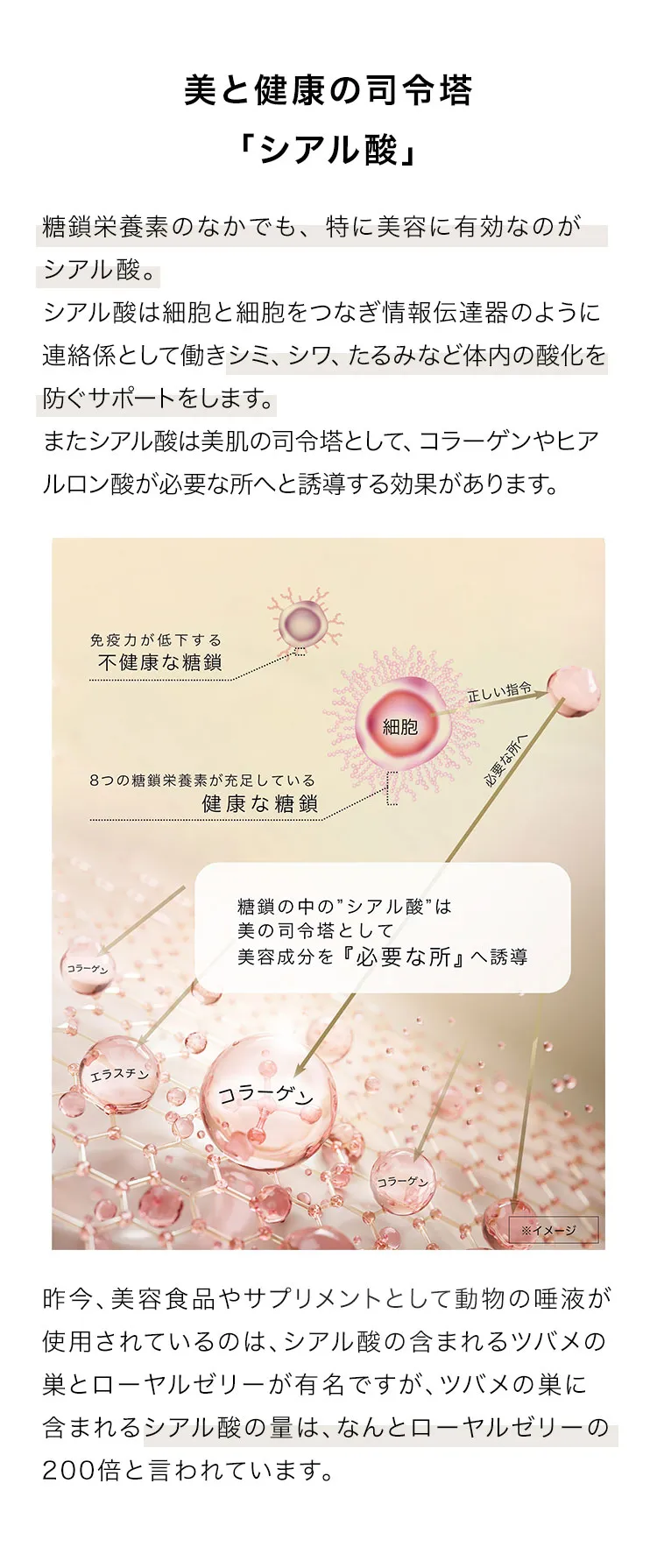 細胞美容で美しさを巡らせる天然アナツバメの巣にこだわった