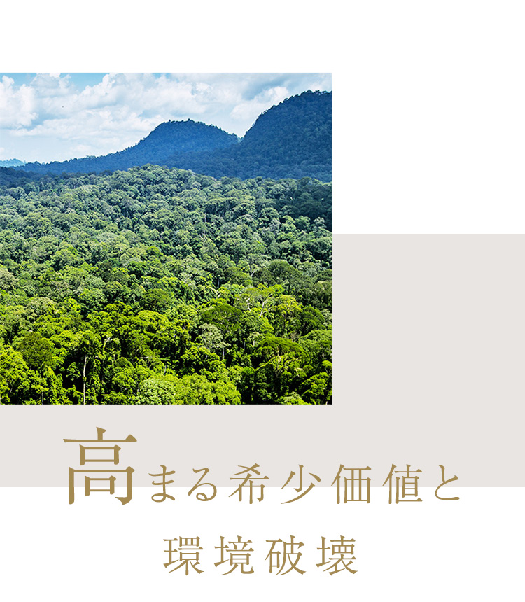 cranberry クランベリ