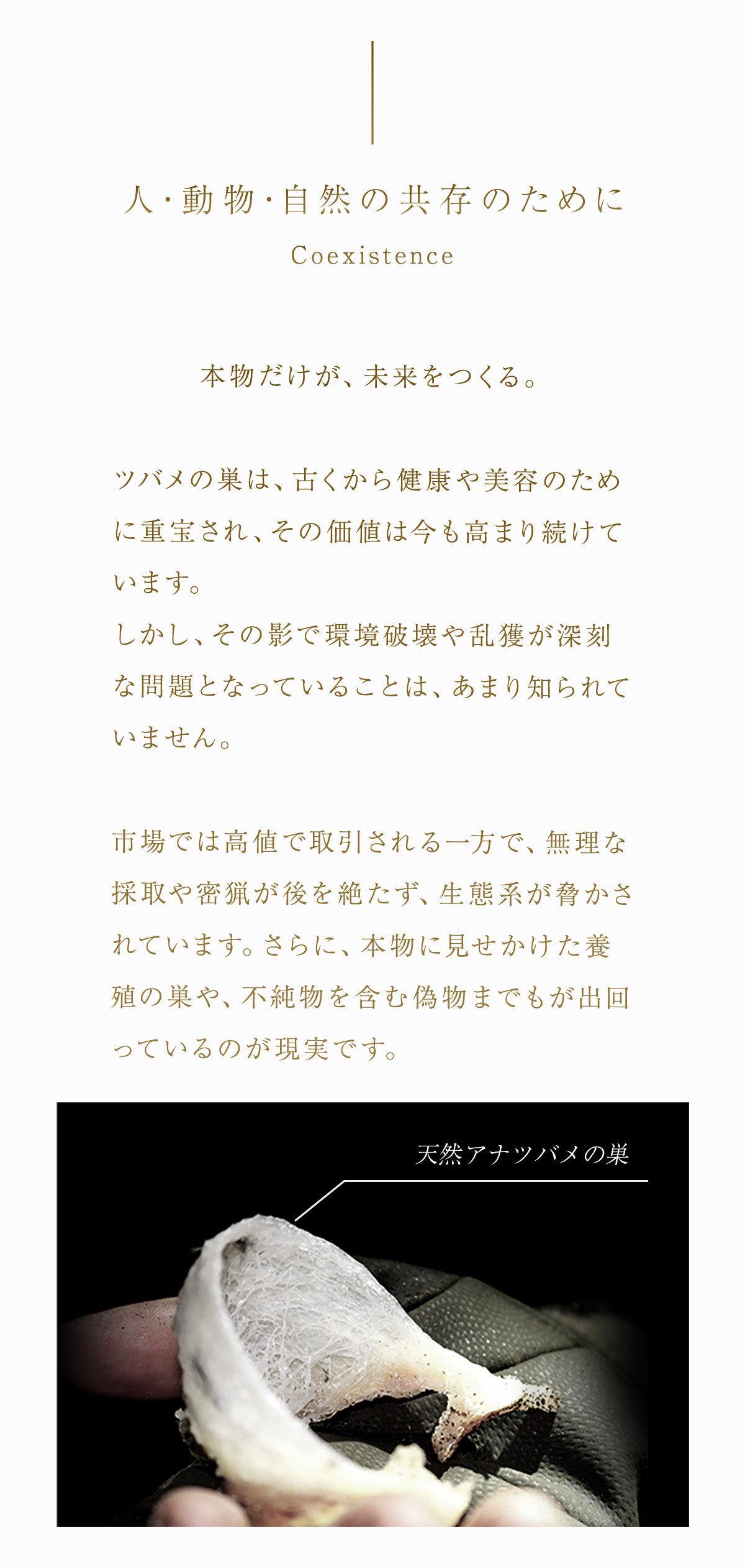 WebPの画像