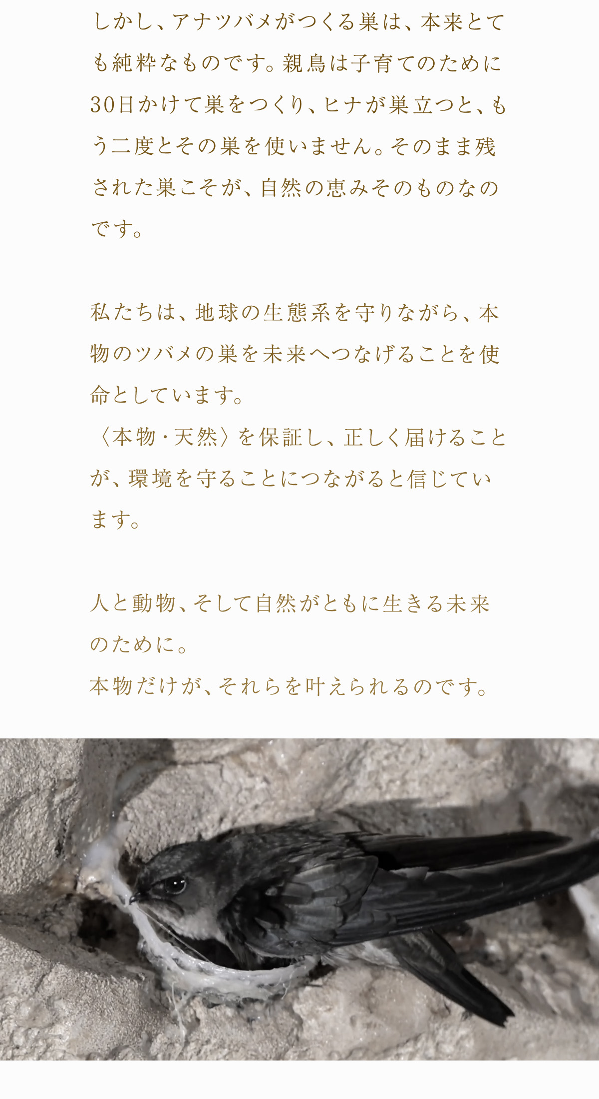 WebPの画像