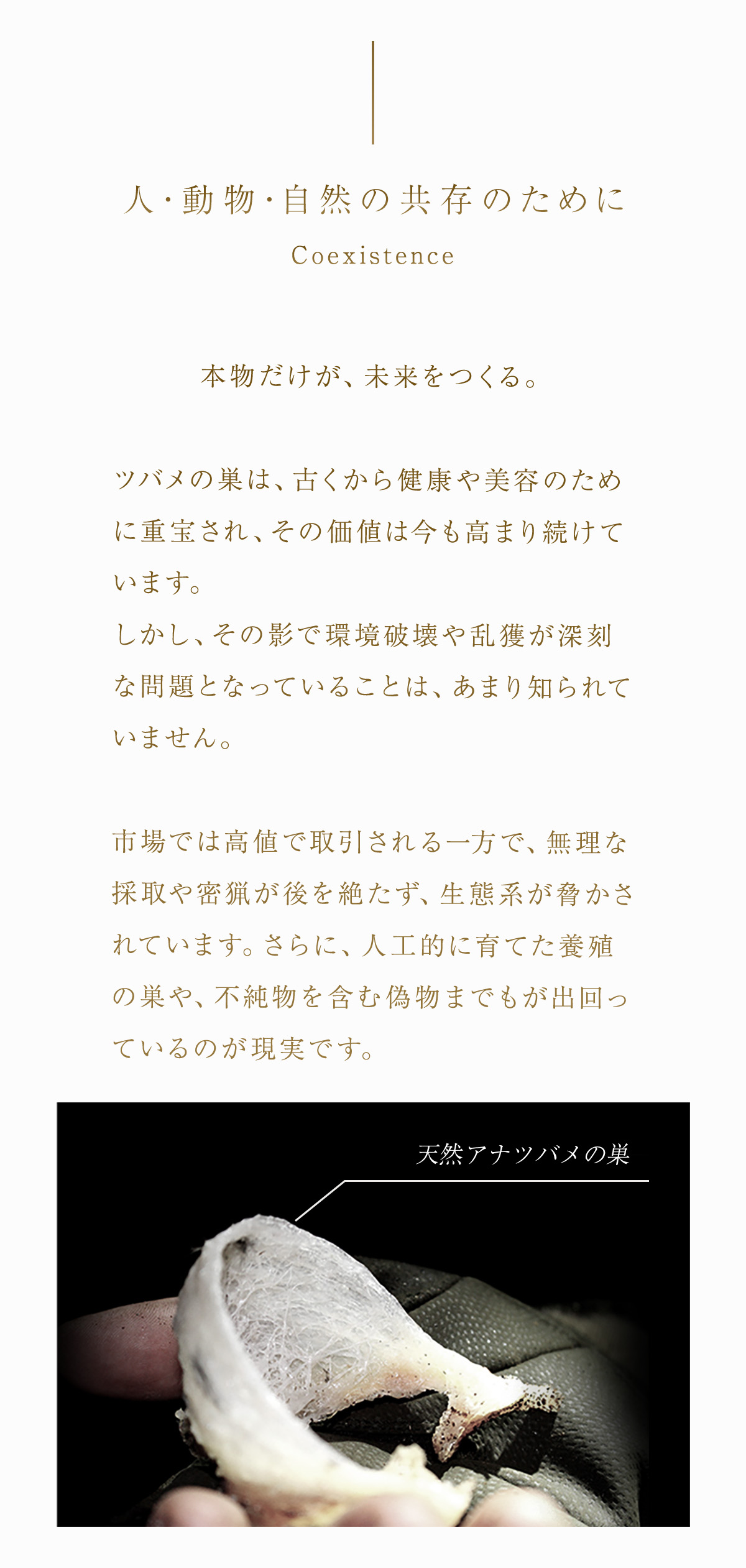 WebPの画像