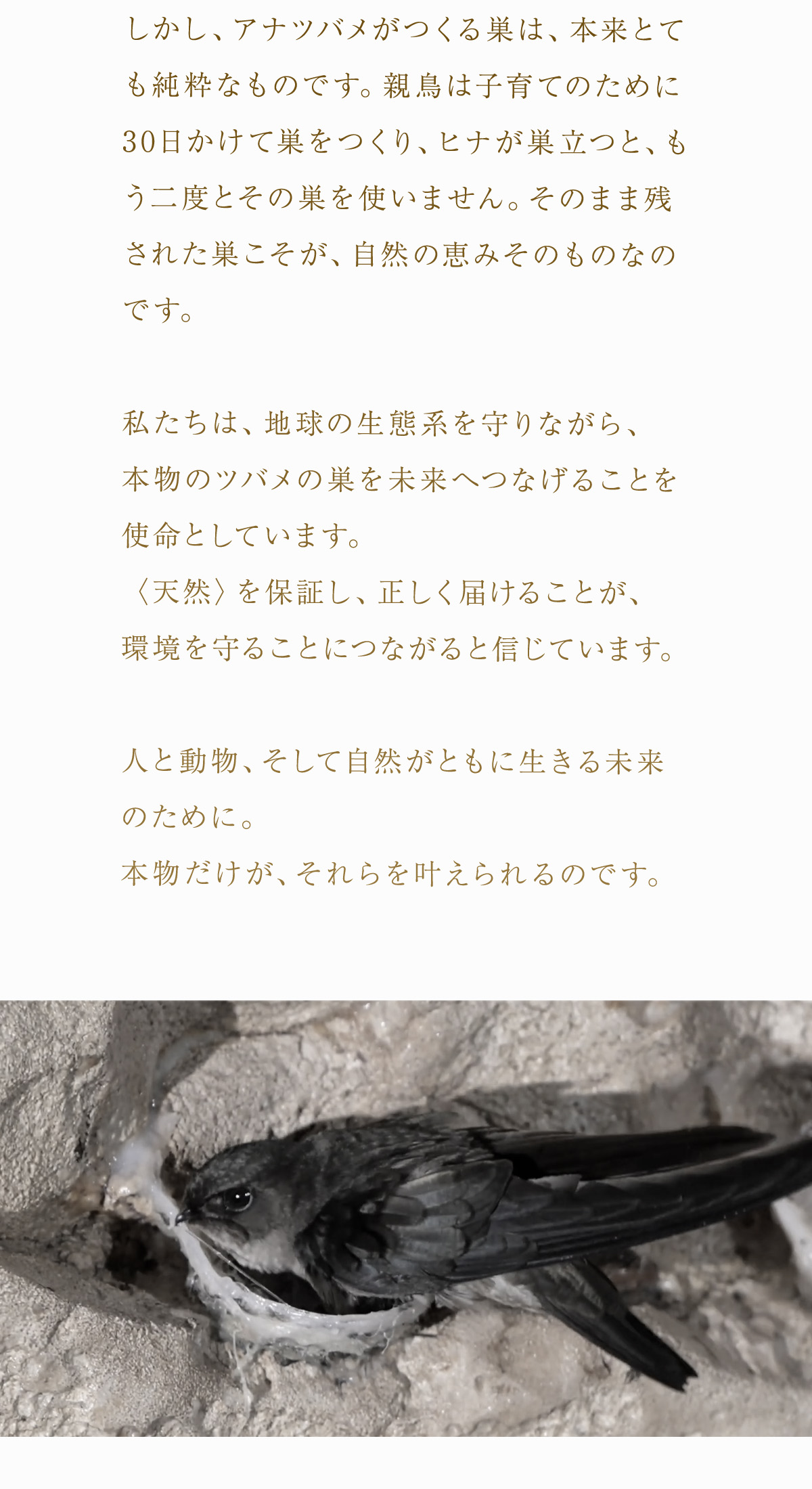 WebPの画像