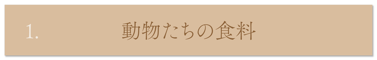 WebPの画像