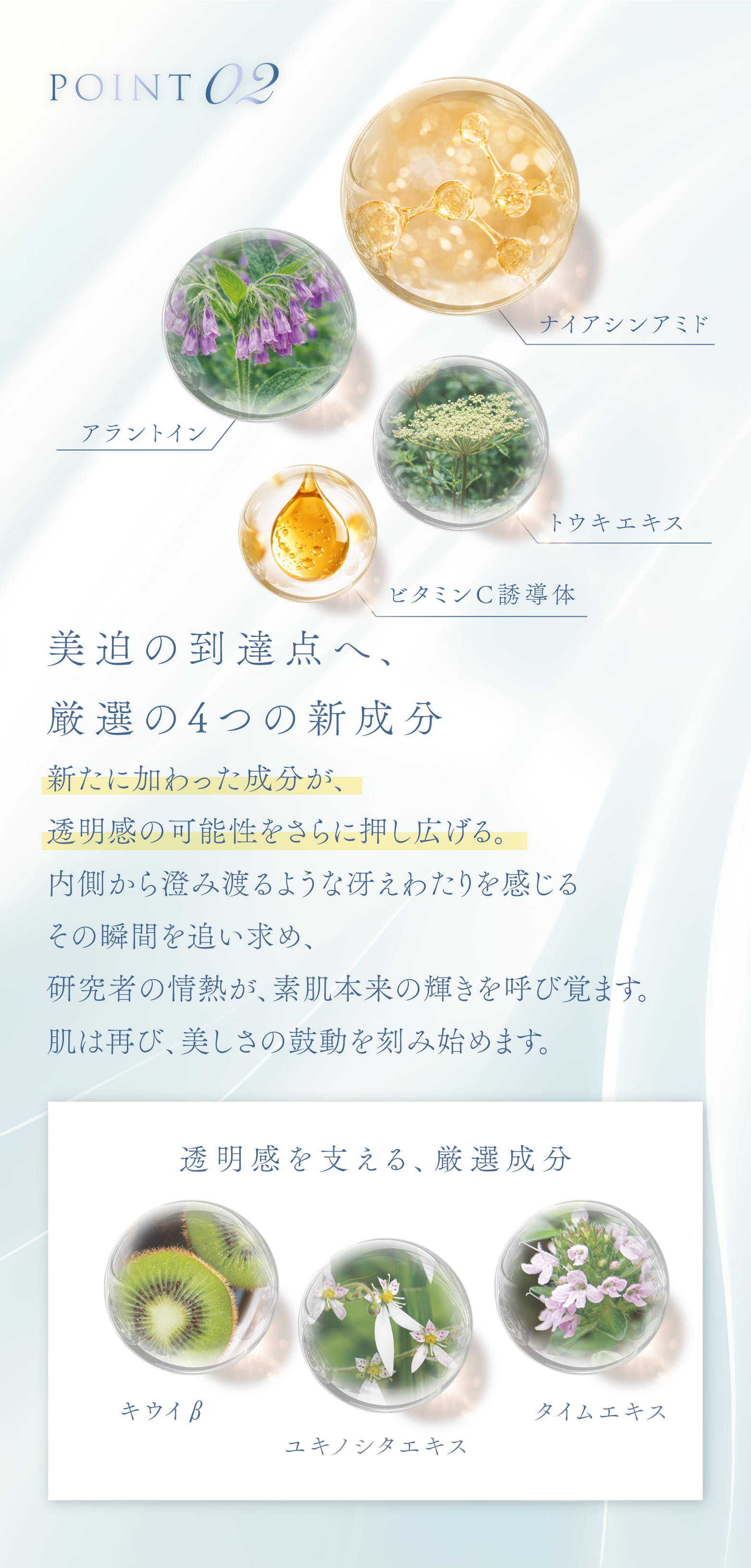 cranberry クランベリ