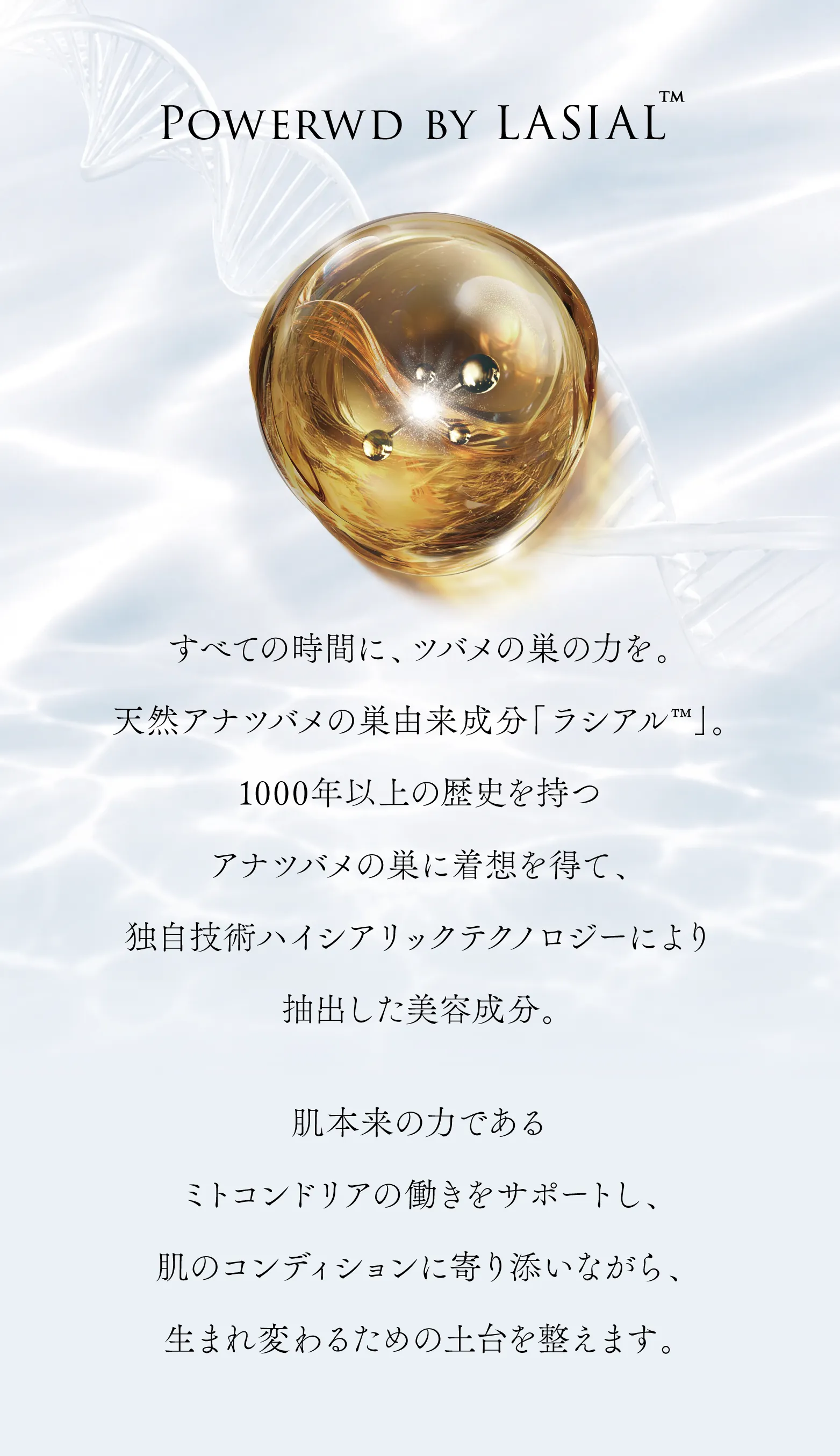 cranberry クランベリ