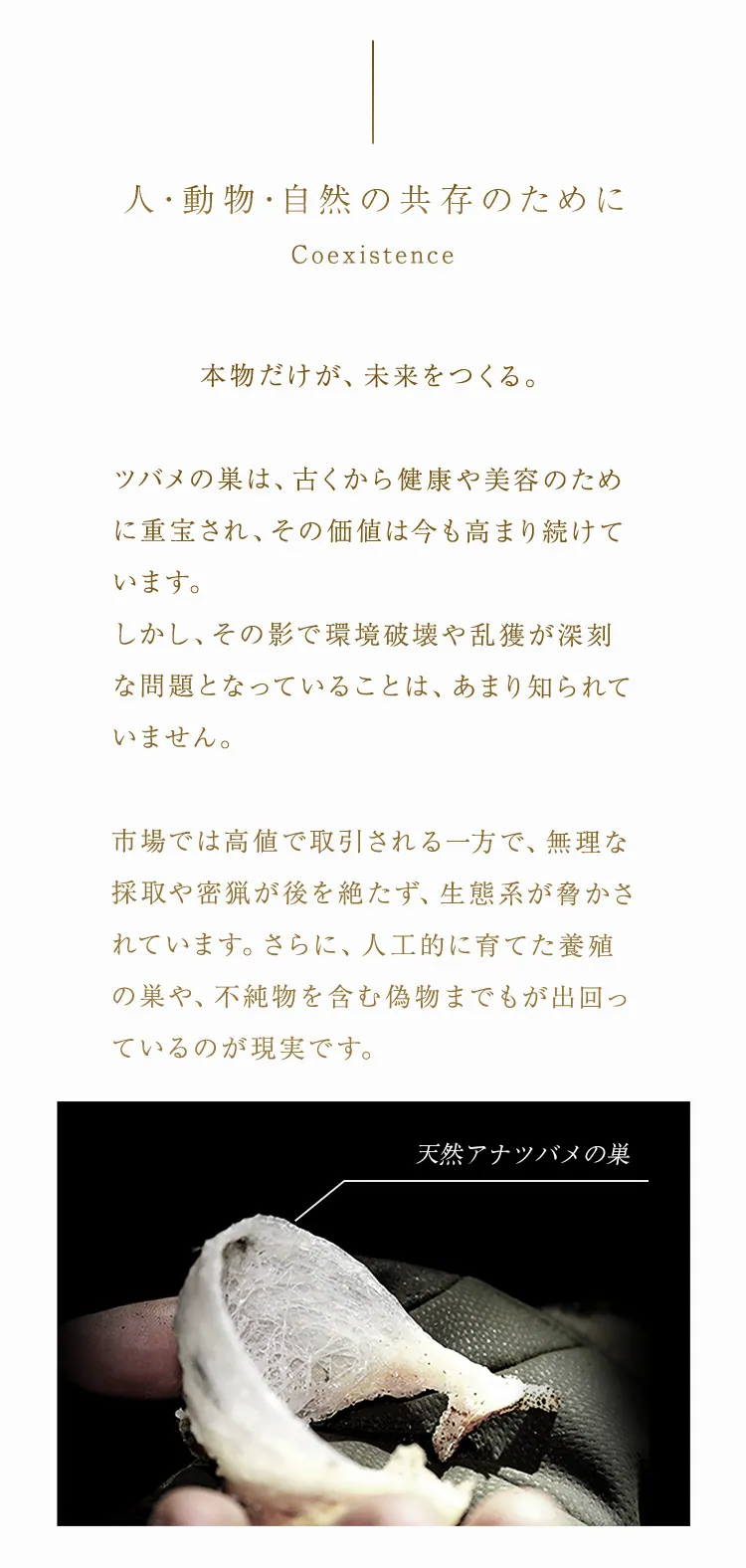 ツバメの巣 つばめの巣 燕の巣 アナツバメの巣 アナツバメ 天然ツバメの巣 天然つばめの巣 天然燕の巣 天然アナツバメの巣 ツバメの巣 サプリ つばめの巣 サプリ 燕の巣 サプリ アナツバメの巣 サプリ ツバメの巣 ゼリー つばめの巣 ゼリー 燕の巣 ゼリー アナツバメの巣 ゼリー ツバメの巣 効果 つばめの巣 効果 燕の巣 効果 アナツバメの巣 効果 ツバメの巣 美容 つばめの巣 美容 燕の巣 美容 アナツバメの巣 美容