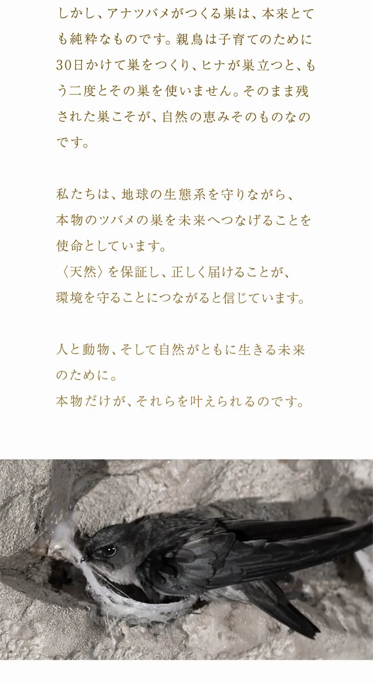 ツバメの巣 つばめの巣 燕の巣 アナツバメの巣 アナツバメ 天然ツバメの巣 天然つばめの巣 天然燕の巣 天然アナツバメの巣 ツバメの巣 サプリ つばめの巣 サプリ 燕の巣 サプリ アナツバメの巣 サプリ ツバメの巣 ゼリー つばめの巣 ゼリー 燕の巣 ゼリー アナツバメの巣 ゼリー ツバメの巣 効果 つばめの巣 効果 燕の巣 効果 アナツバメの巣 効果 ツバメの巣 美容 つばめの巣 美容 燕の巣 美容 アナツバメの巣 美容