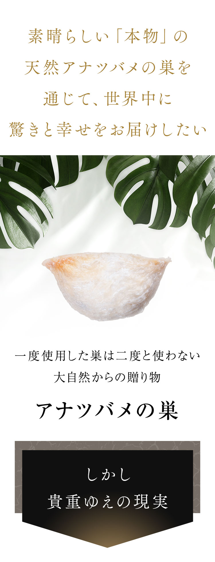 BI-SUエキスゼリースティック BI-SUエキスゼリースティック