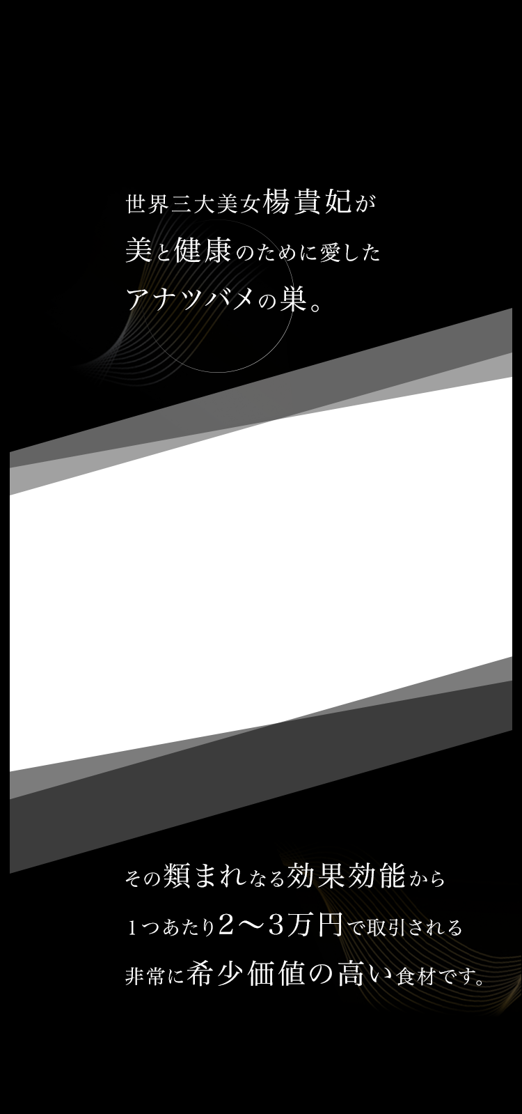 cranberry クランベリ